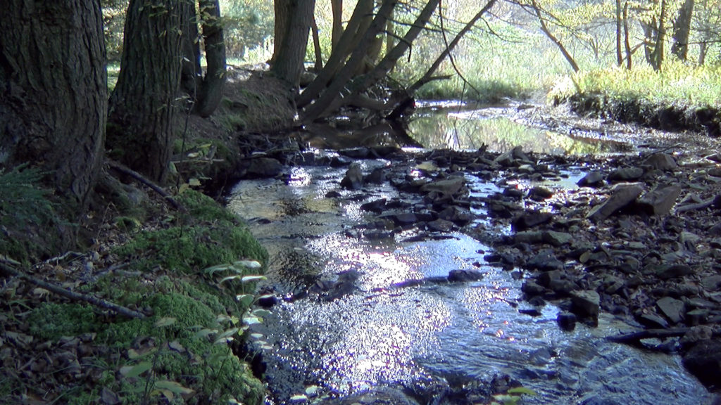 allegheny-forest-alliance-stream