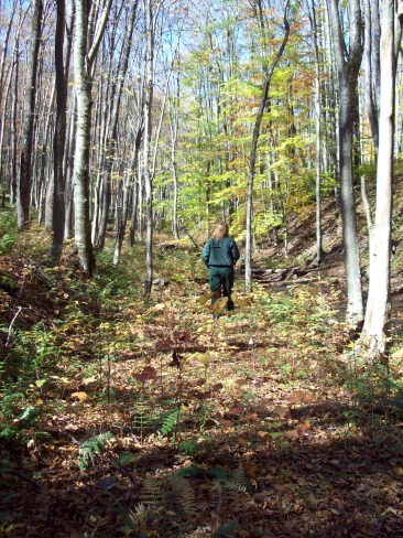 old-road-bed-logan-falls-Allegheny-National-Forest