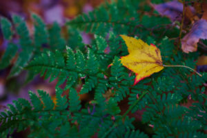 2018 Sustainability 1st Place: William Simbeck - "Fallen Leaf Resting on a Fern"