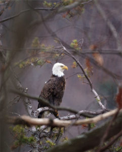 2018 Sustainability 1st Place: William Simbeck - "Kinzua Dam Nest: Mature Bald Eagle"