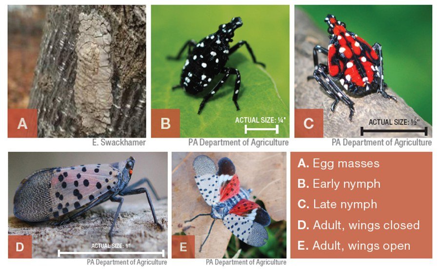 spotted lanternfly event listing graphic