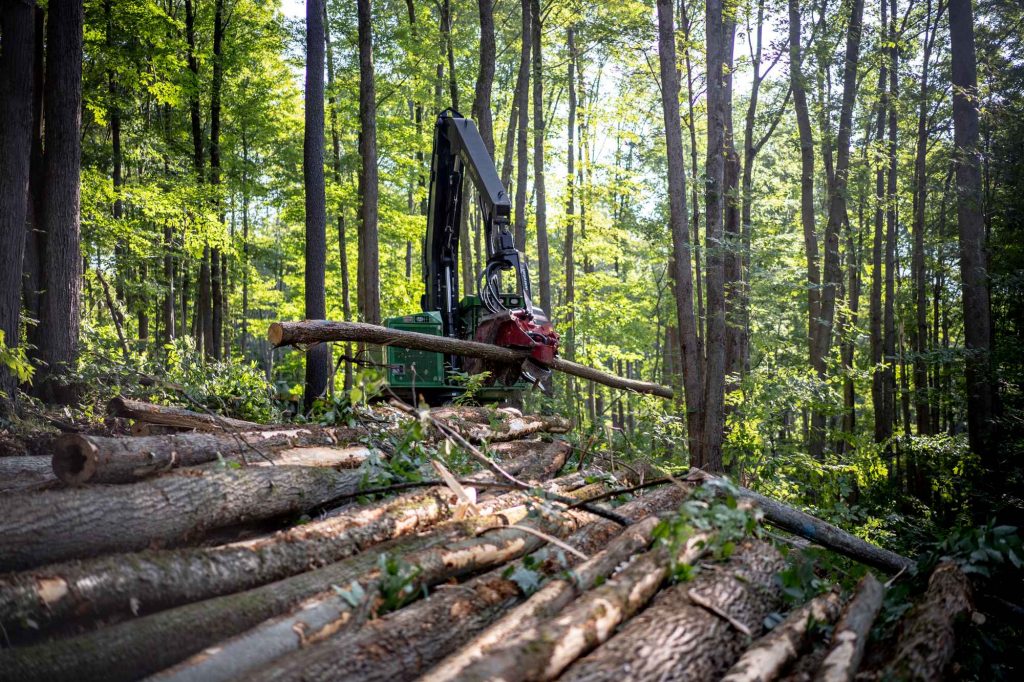 sustainable timbering